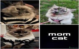 Ragdoll cats for sale: 4 Ragdoll Beauties  - Image 5