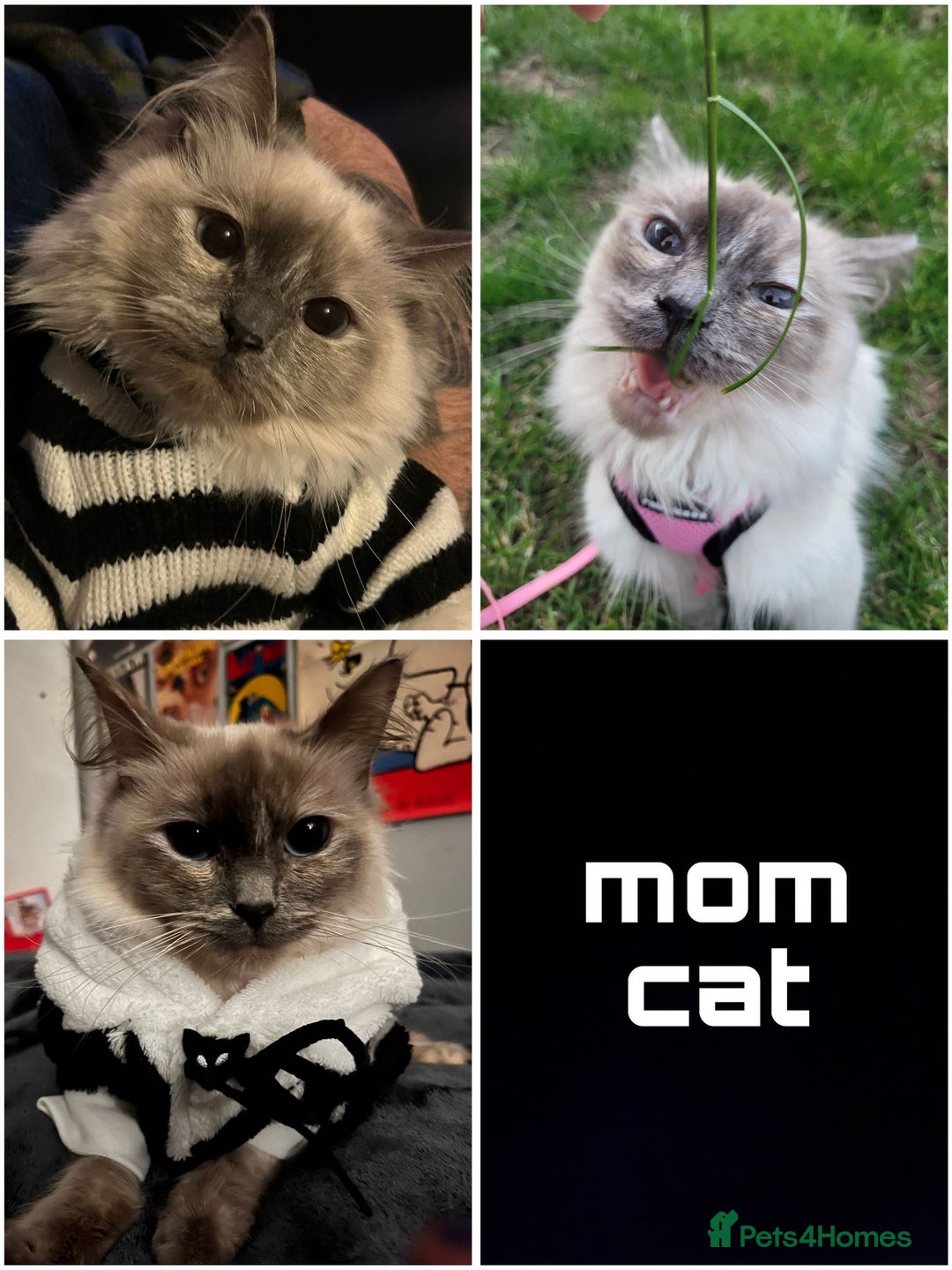 Ragdoll cats for sale: 4 Ragdoll Beauties  - Image 5