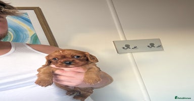 Cavalier King Charles Spaniel dogs Kc fox red Cavalier King Charles - Advert 7