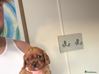 Cavalier King Charles Spaniel dogs Kc fox red Cavalier King Charles - Advert 2