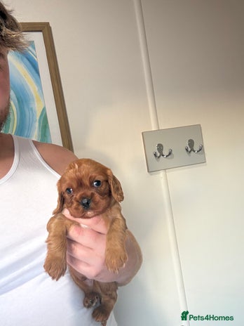 Cavalier King Charles Spaniel dogs Kc fox red Cavalier King Charles - Advert 16