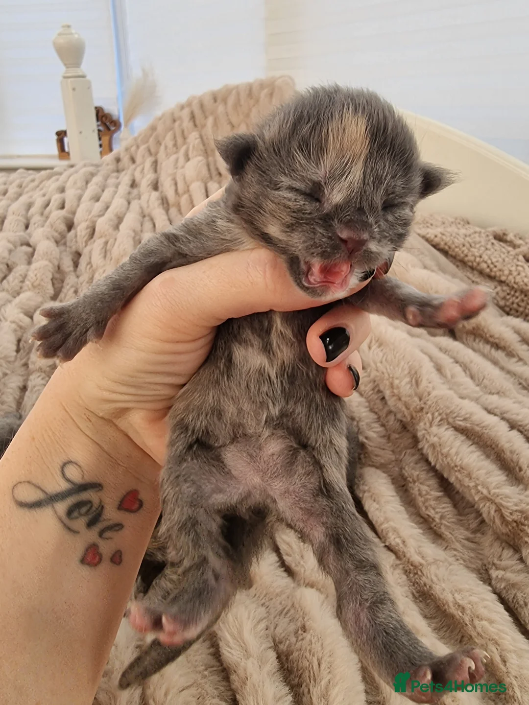 Maine Coon cats for sale: Last 2 GIRLS - Maine Coon X Ragdoll Kittens - Advert 34