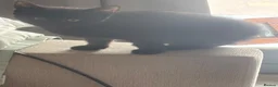 British Shorthair cats for sale: 7 short hair kittens  - Advert 5
