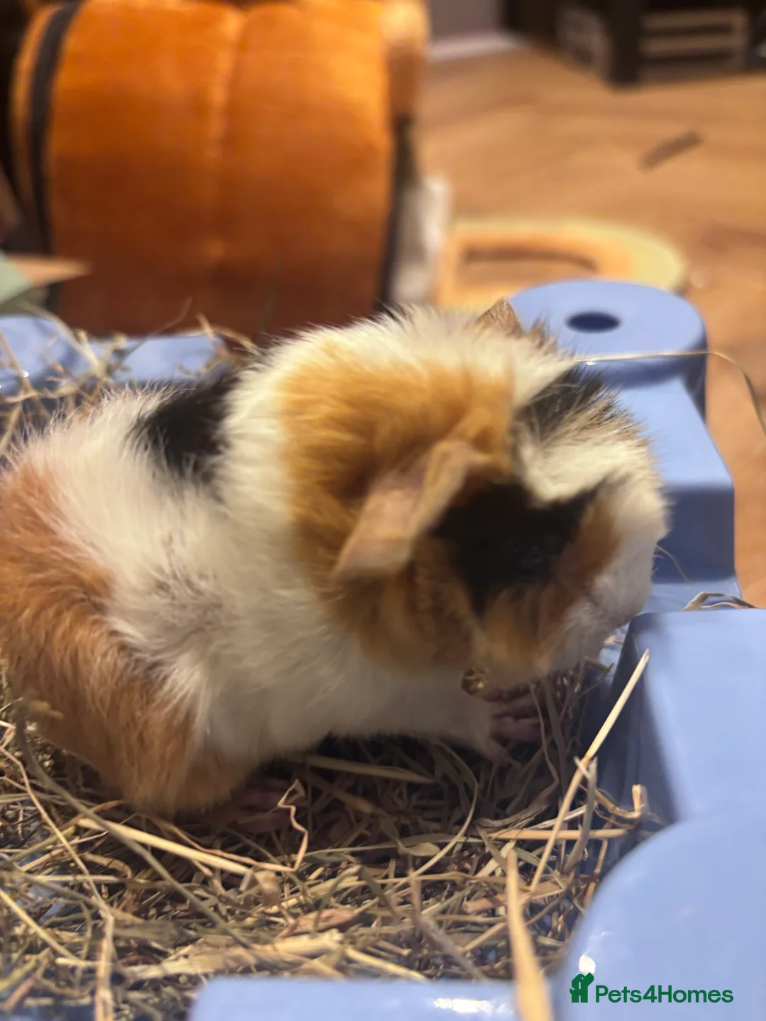 Guinea Pig rodents for sale: Cute Guinea pigs 1 female and 1 pair of brothers - Advert 6