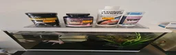 Axolotl reptiles for sale: Two axolotls and tank  in Bournemouth - Advert 2