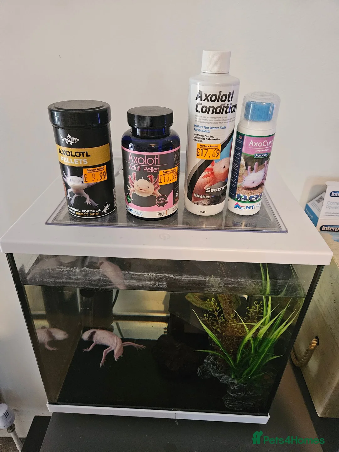 Axolotl reptiles for sale: Two axolotls and tank  in Bournemouth - Advert 2