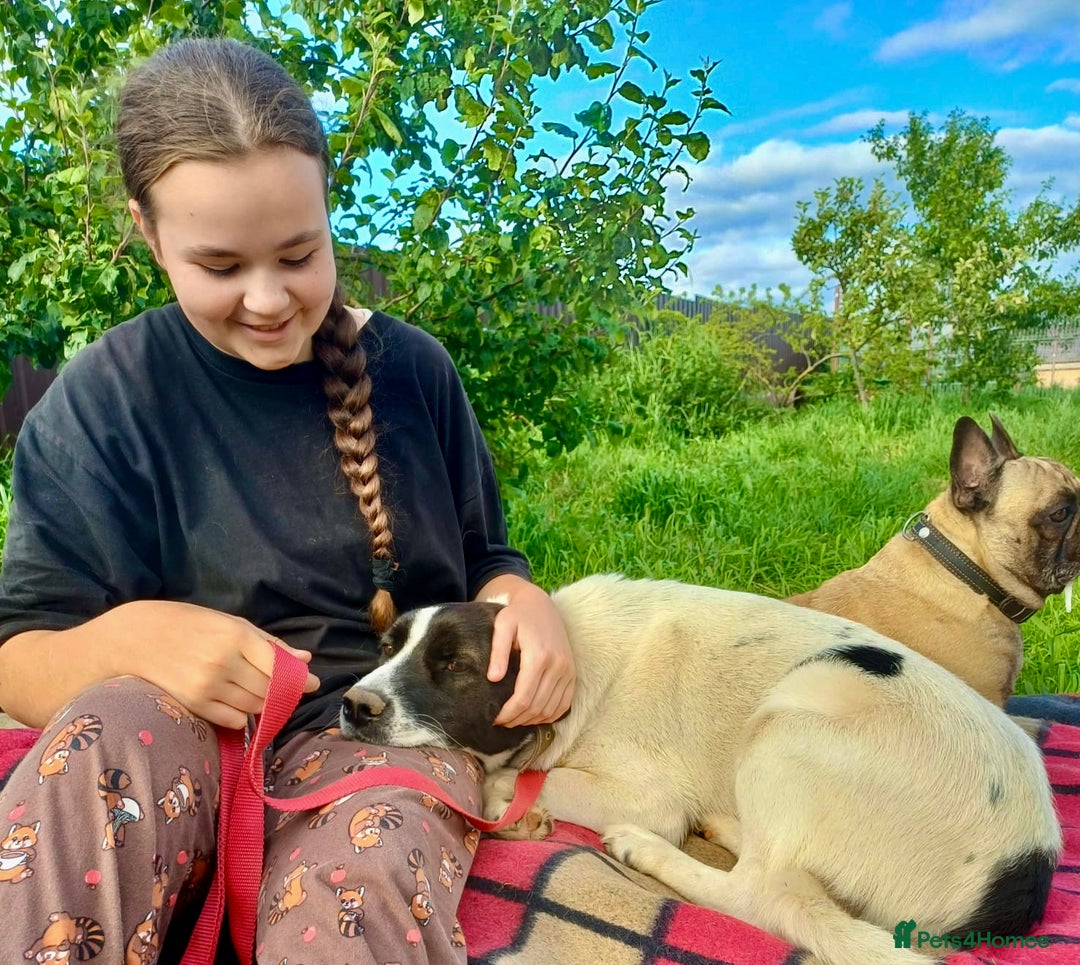 Border Collie dogs for adoption: Nelson - From Orphaned Puppy to Brave Survivor - Image 4