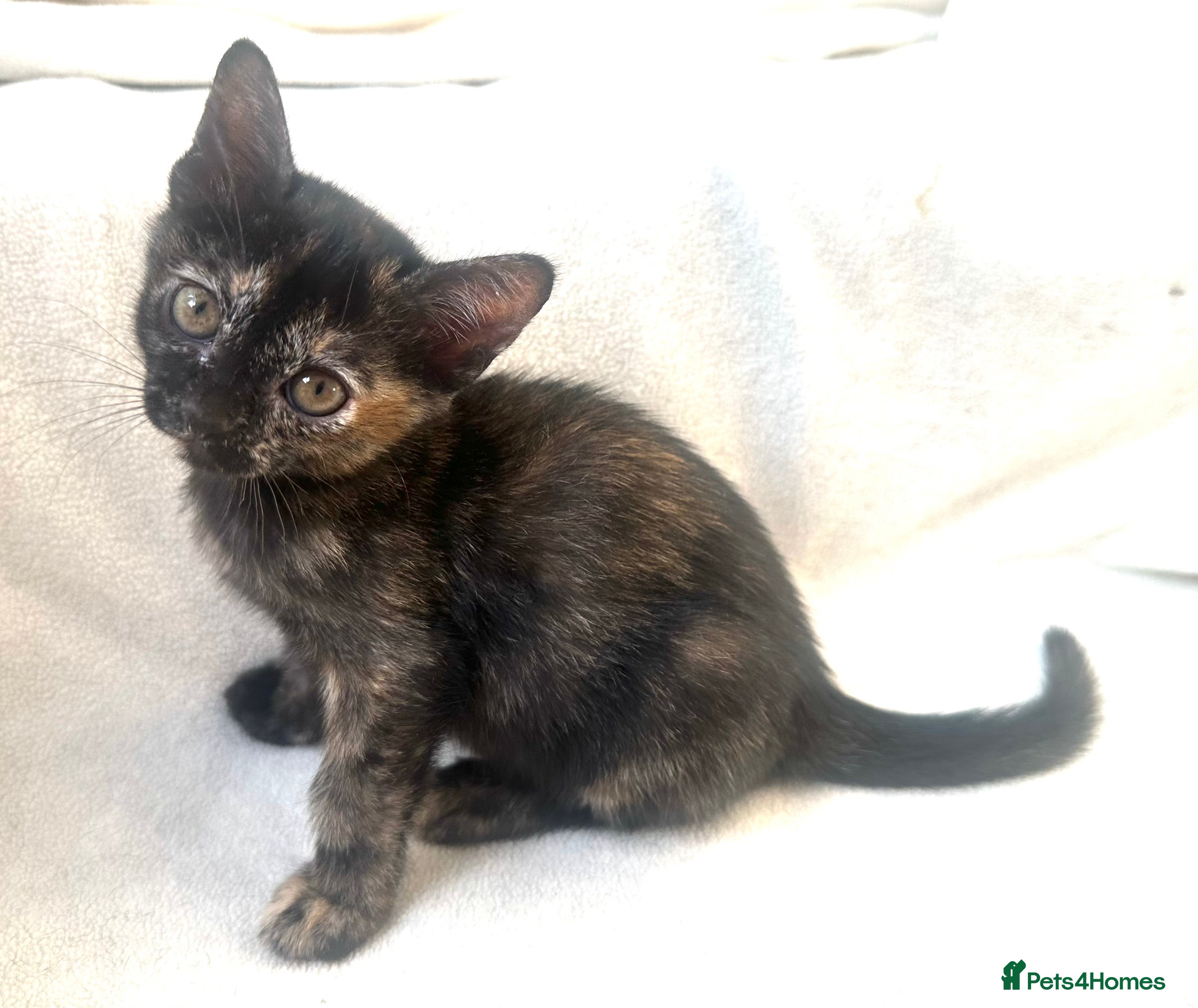 Burmese cats A beautiful soft natures Black Tortie girl Bubu - Advert 17