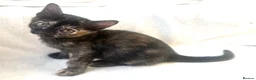 Burmese cats for sale: Cuddly Cream boy & Two beautiful Black Torties - Advert 23