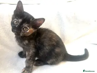 Burmese cats A beautiful soft natures Black Tortie girl Bubu - Advert 17