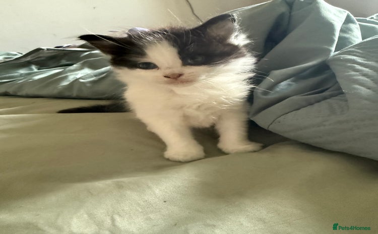 Mixed Breed cats - Advert 2