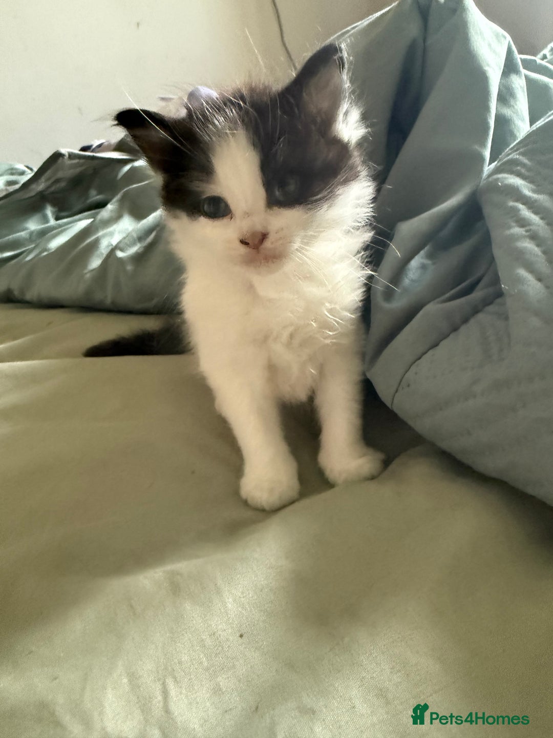 Mixed Breed cats for sale: Long haired black and white male  - Image 1