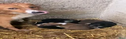 Mixed Breed dogs for sale: Collie pups  in Oswestry - Advert 1