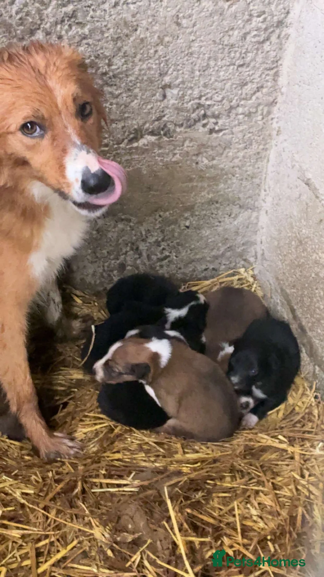 Mixed Breed dogs for sale: Collie pups  in Oswestry - Advert 1
