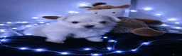 Maltese dogs for sale: 🐶4 Beautiful Maltese Puppies – 3 Boys & 1 Girl - Advert 13