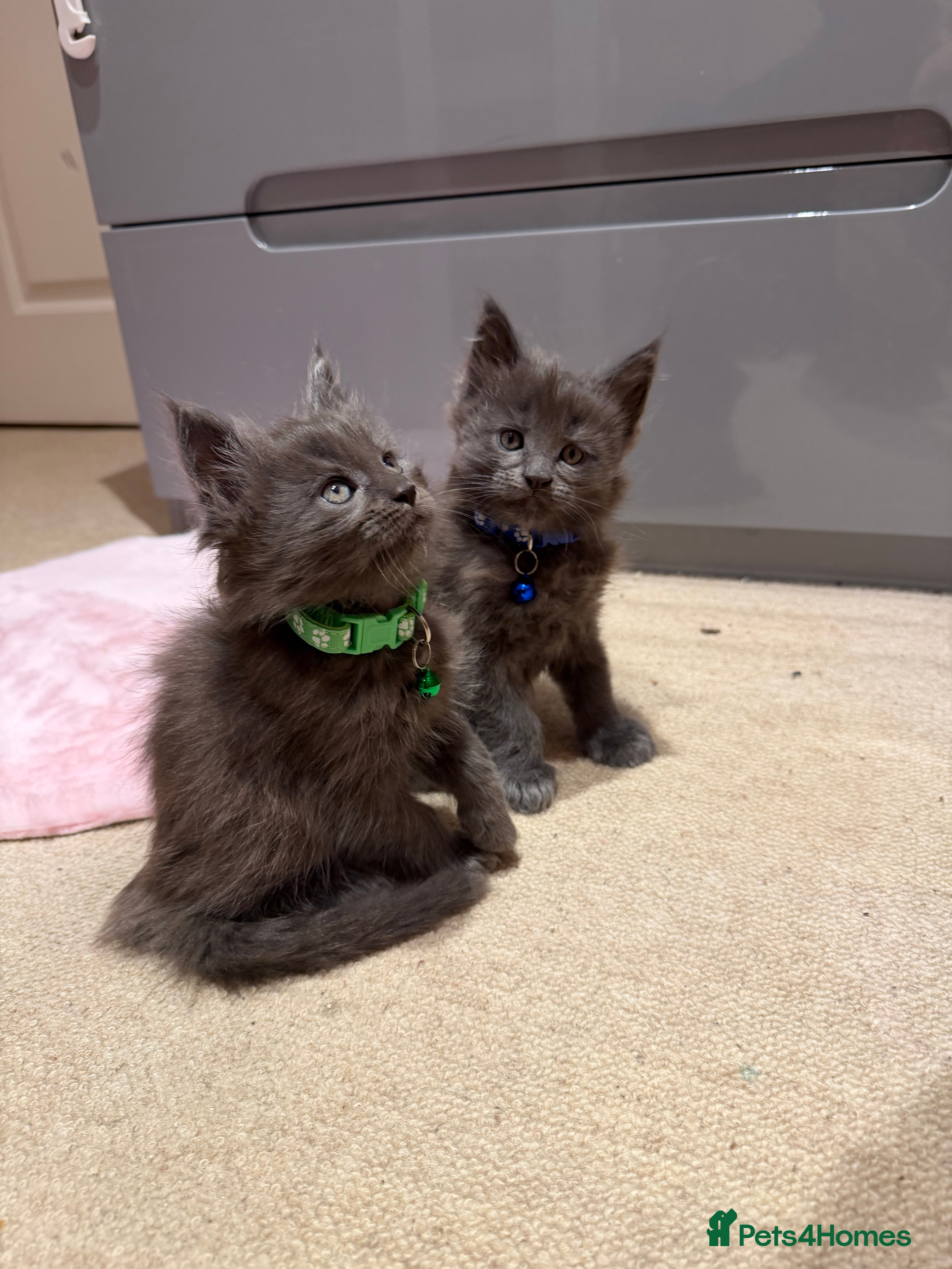 Maine Coon cats XXL MAINECOON MALE KITTENS  - Advert 17