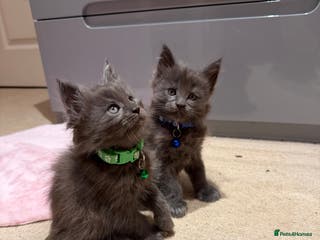 Maine Coon cats XXL MAINECOON MALE KITTENS - Advert 17