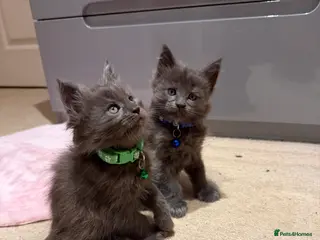 Maine Coon cats XXL MAINECOON MALE KITTENS - Advert 15