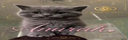 British Shorthair cats for sale: The Most Beautiful Angel on Earth🌸Pedigree BHS - Advert 34