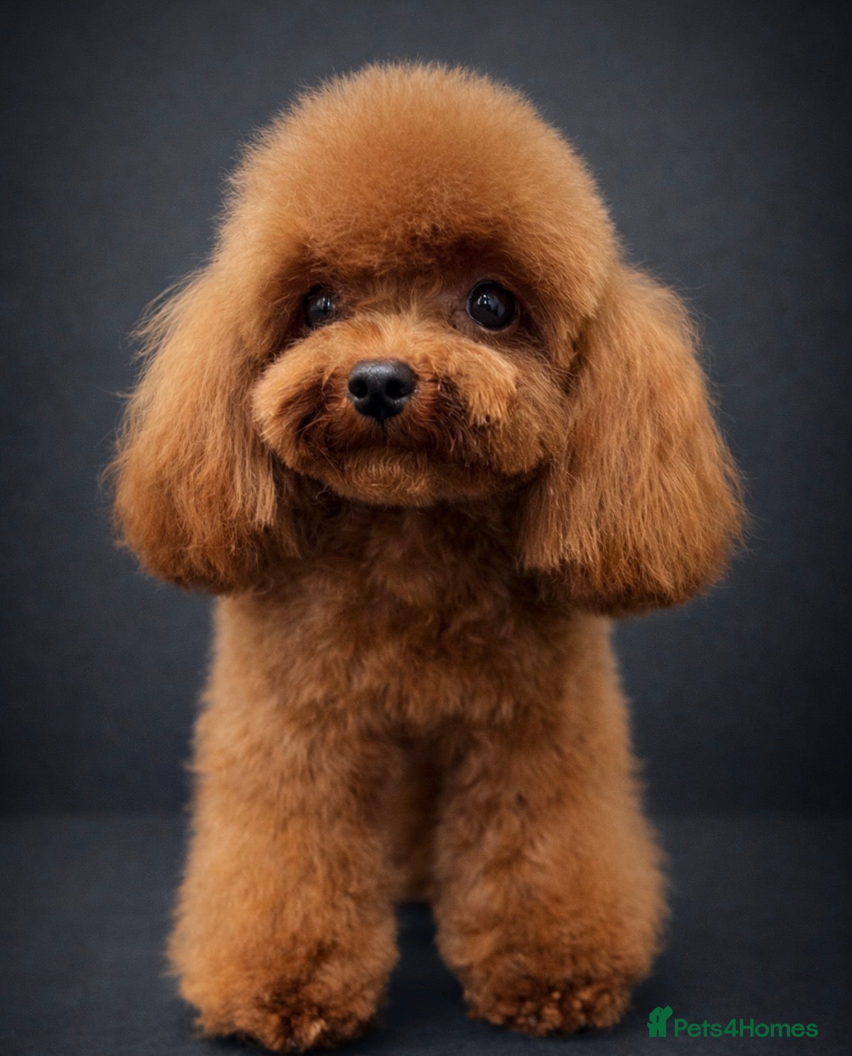 Maltipoo dogs for sale: Asian/Korean *DNA TESTED* teddy bear maltipoos - Advert 8