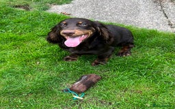Cocker Spaniel dogs for stud: working Cocker stud in Ashbourne - Image 3