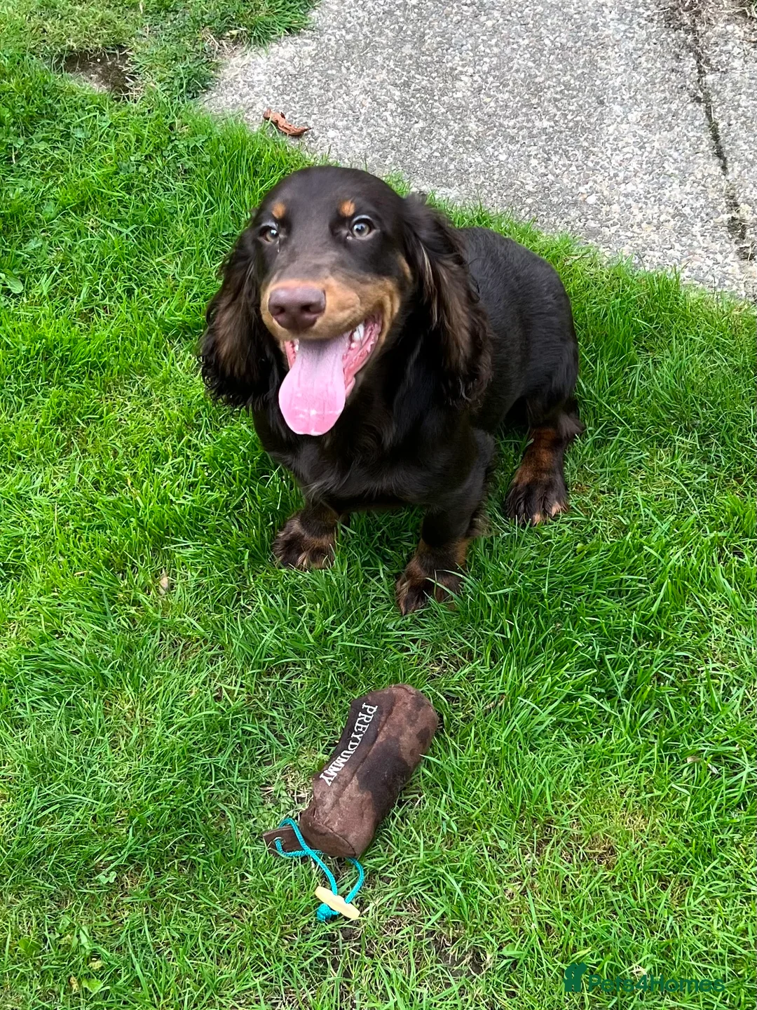 Cocker Spaniel dogs for stud: working Cocker stud in Ashbourne - Advert 3