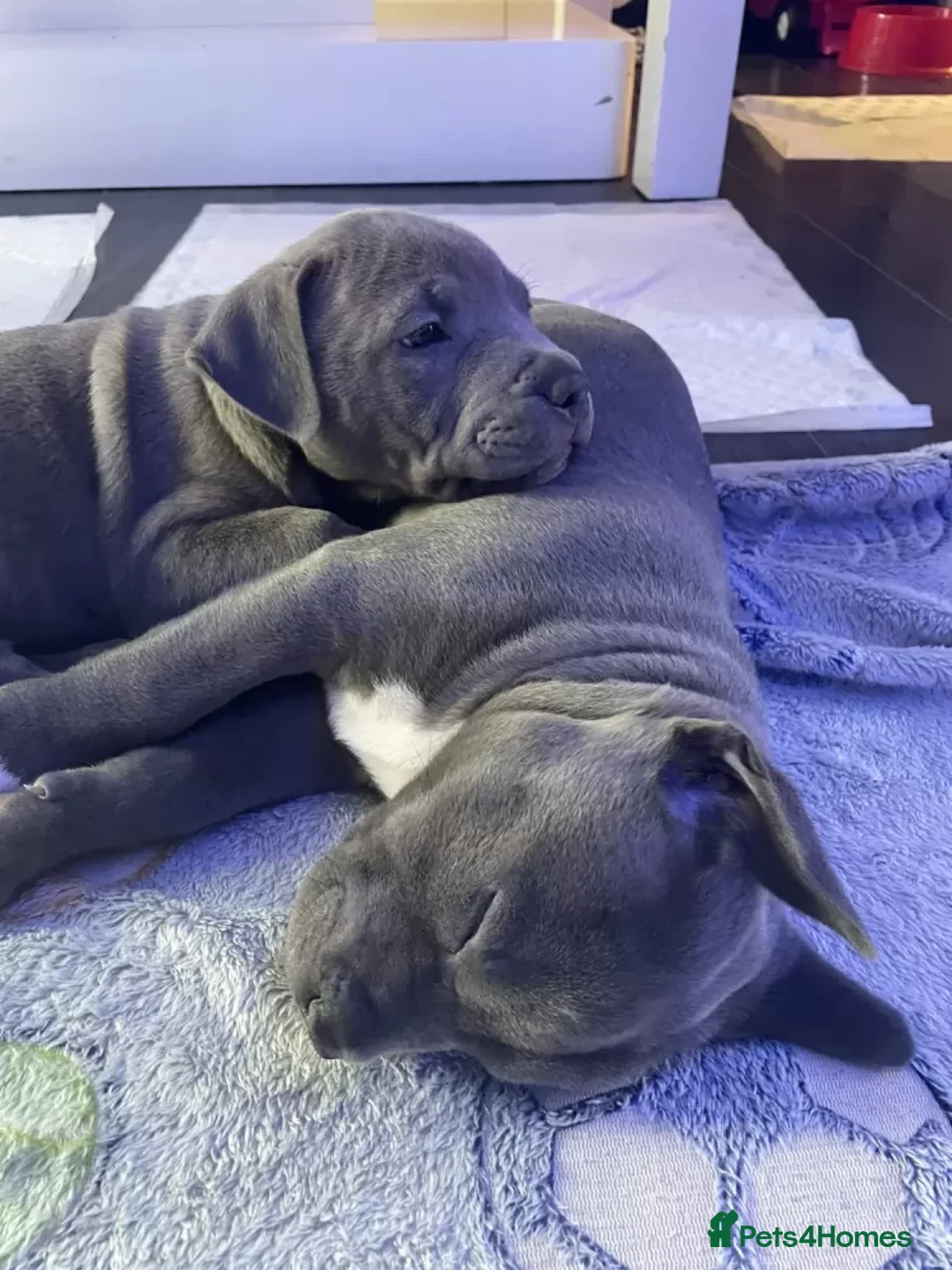 Staffordshire Bull Terrier dogs for sale: Staffordshire Bull Terrier Puppies Awaits in Motherwell - Advert 2