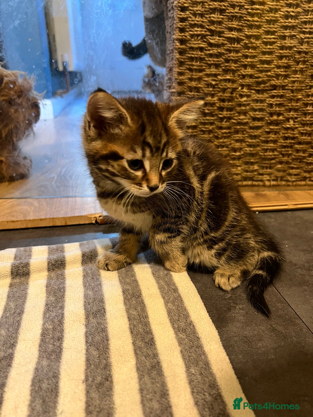 Mixed Breed cats for sale: Adorable Kittens - Socialised with Kids & Dogs - Advert 4