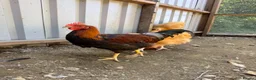 Chickens poultry for sale: Buff Orpington and Welsummer cockerels  in Newport - Advert 4