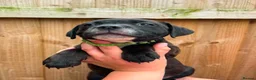 Staffordshire Bull Terrier dogs for sale: READY NOW KC Staffordshire Bull Terrier - Advert 11