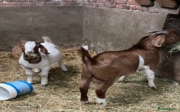 Goats livestock for sale: Boer Kids - This year   - Image 2