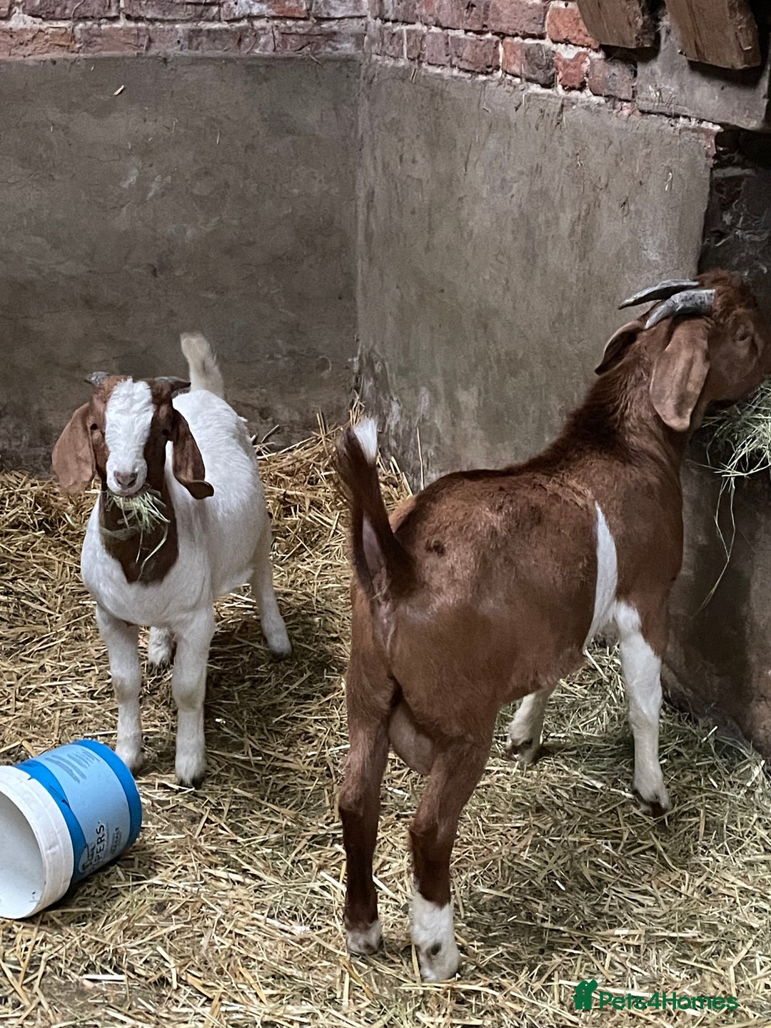 Goats livestock for sale: Boer Kids - This year   - Image 2