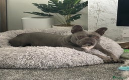 French Bulldog dogs for sale: Blue frenchie girl  - Image 7