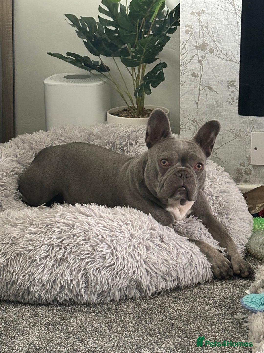 French Bulldog dogs for sale: Blue frenchie girl  - Image 7