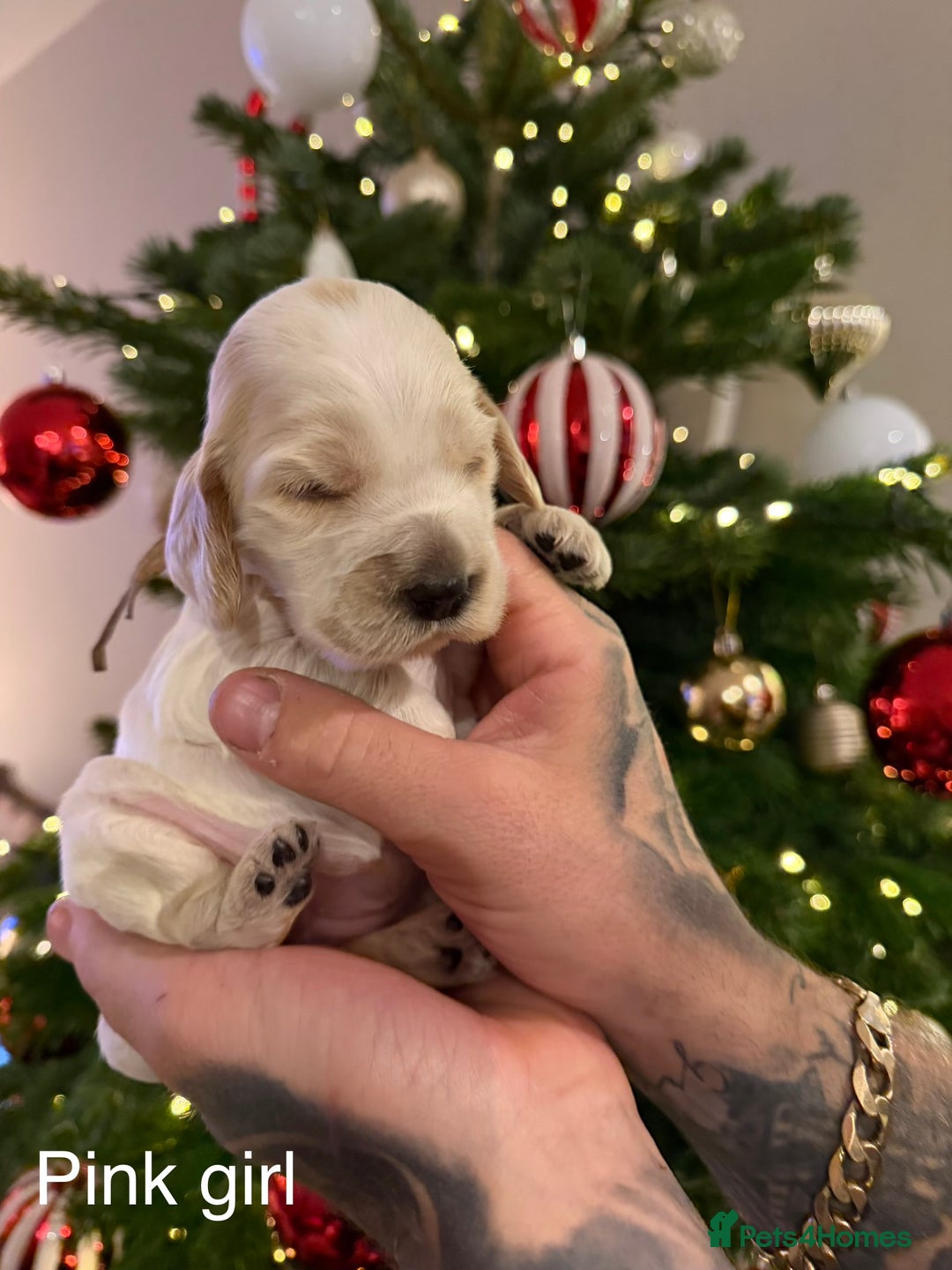 Cocker Spaniel dogs for sale: KC registered show type cocker spaniel  - Advert 13