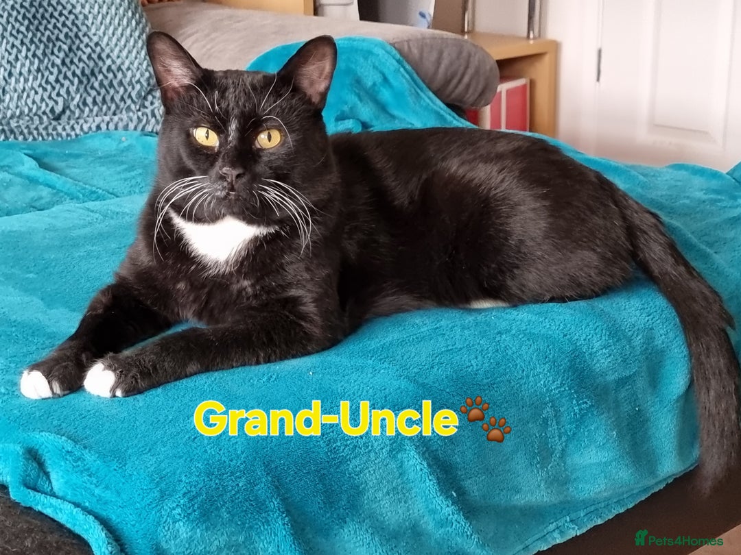 Domestic Shorthair cats for sale: 🐾Fully Vaccinated microchipped kitten BOY🐾 - Image 10