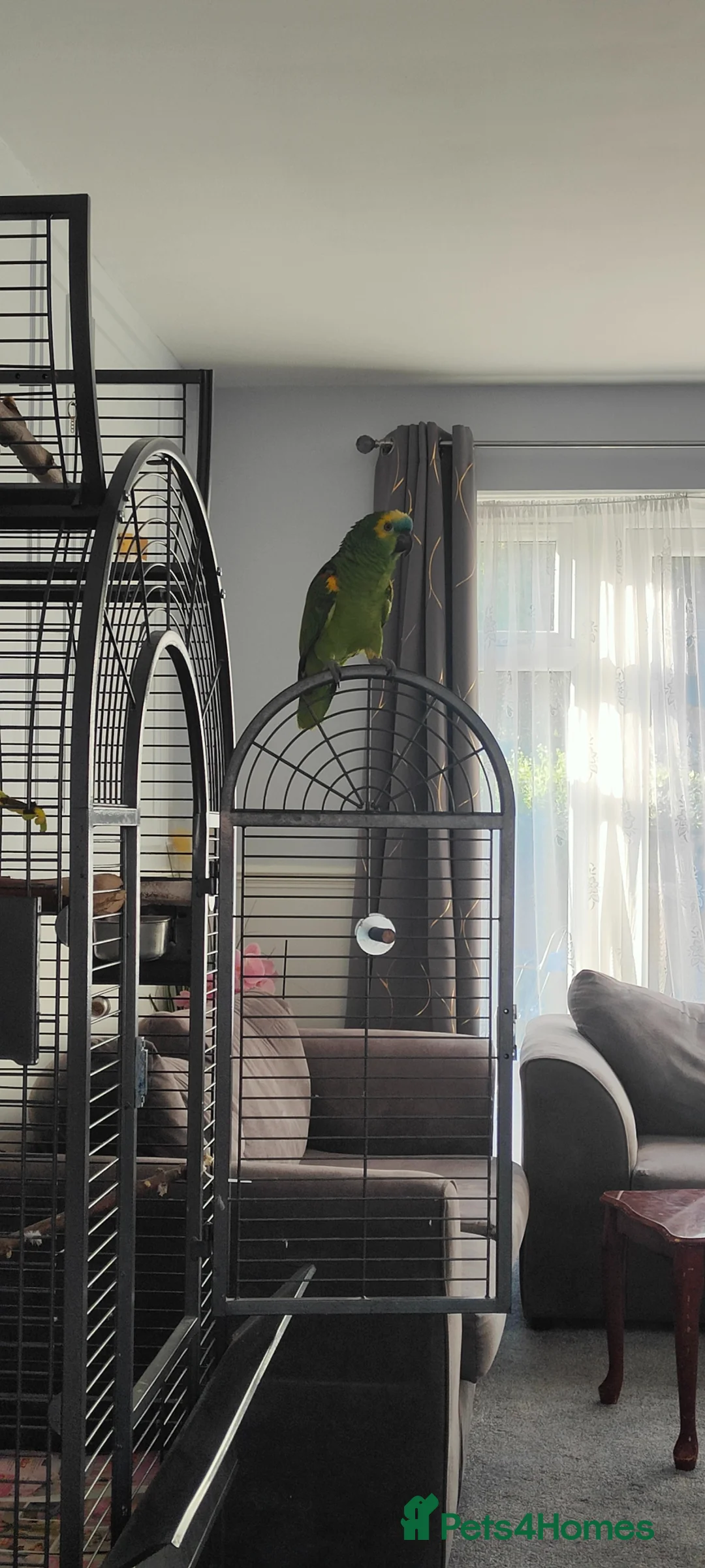 Parrots birds for sale: Beautiful Blue Fronted Amazon Parrot 6 years old in Worcester - Advert 2
