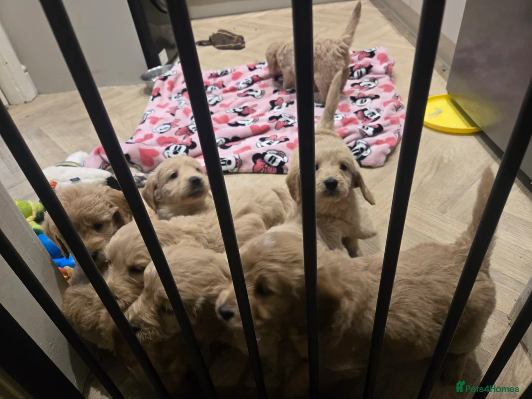 Mini Goldendoodle dogs for sale: Available from Monday  - Advert 15
