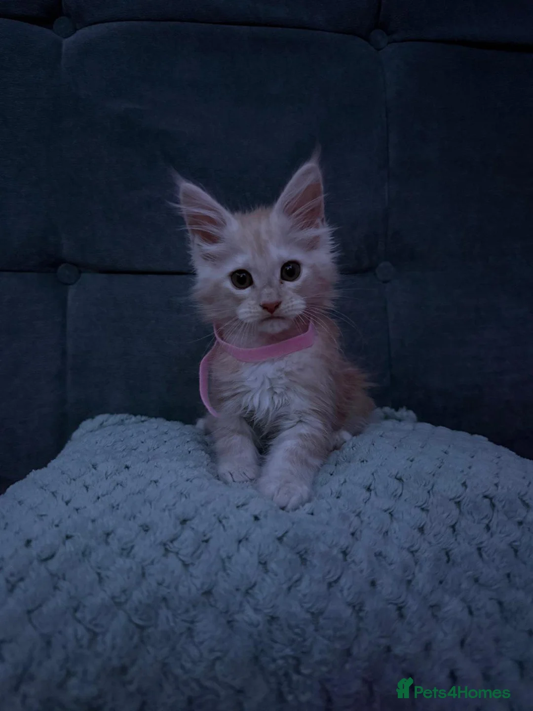 Maine Coon cats for sale: TICA registered purebred Maine Coon kittens - Advert 7