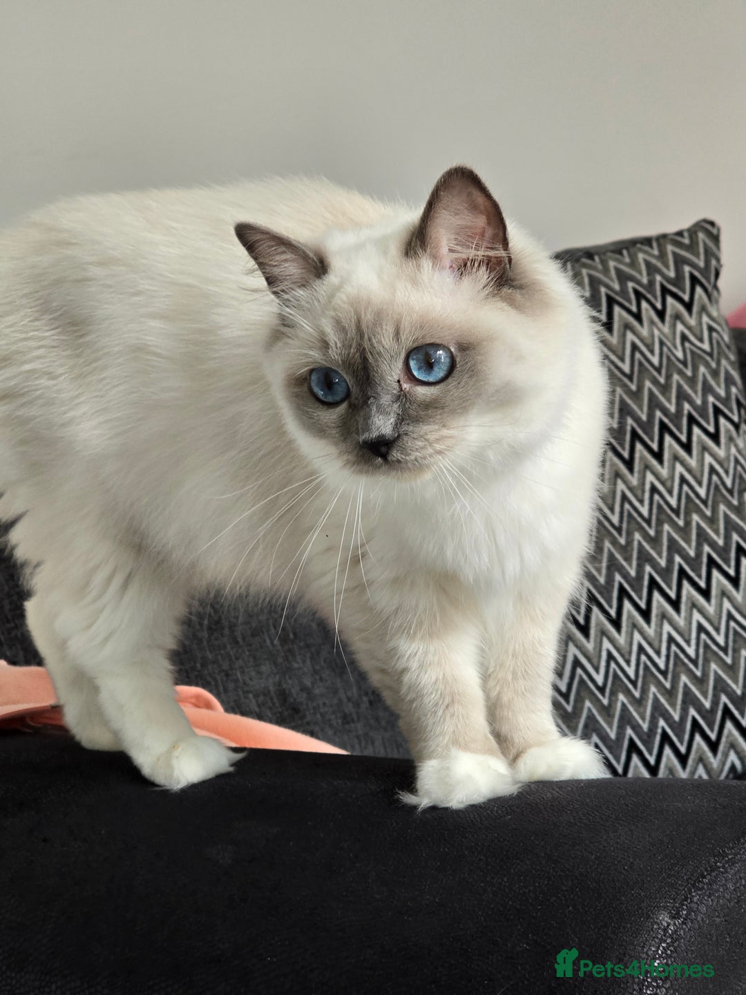 Ragdoll cats for sale: Blue mitted european girl - Image 11