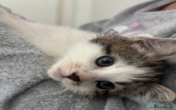 Mixed Breed cats for sale: Mixed Kittens - Image 2