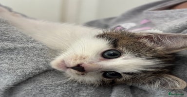 Mixed Breed cats 2 Mixed Kittens + supplies all together  - Advert 4