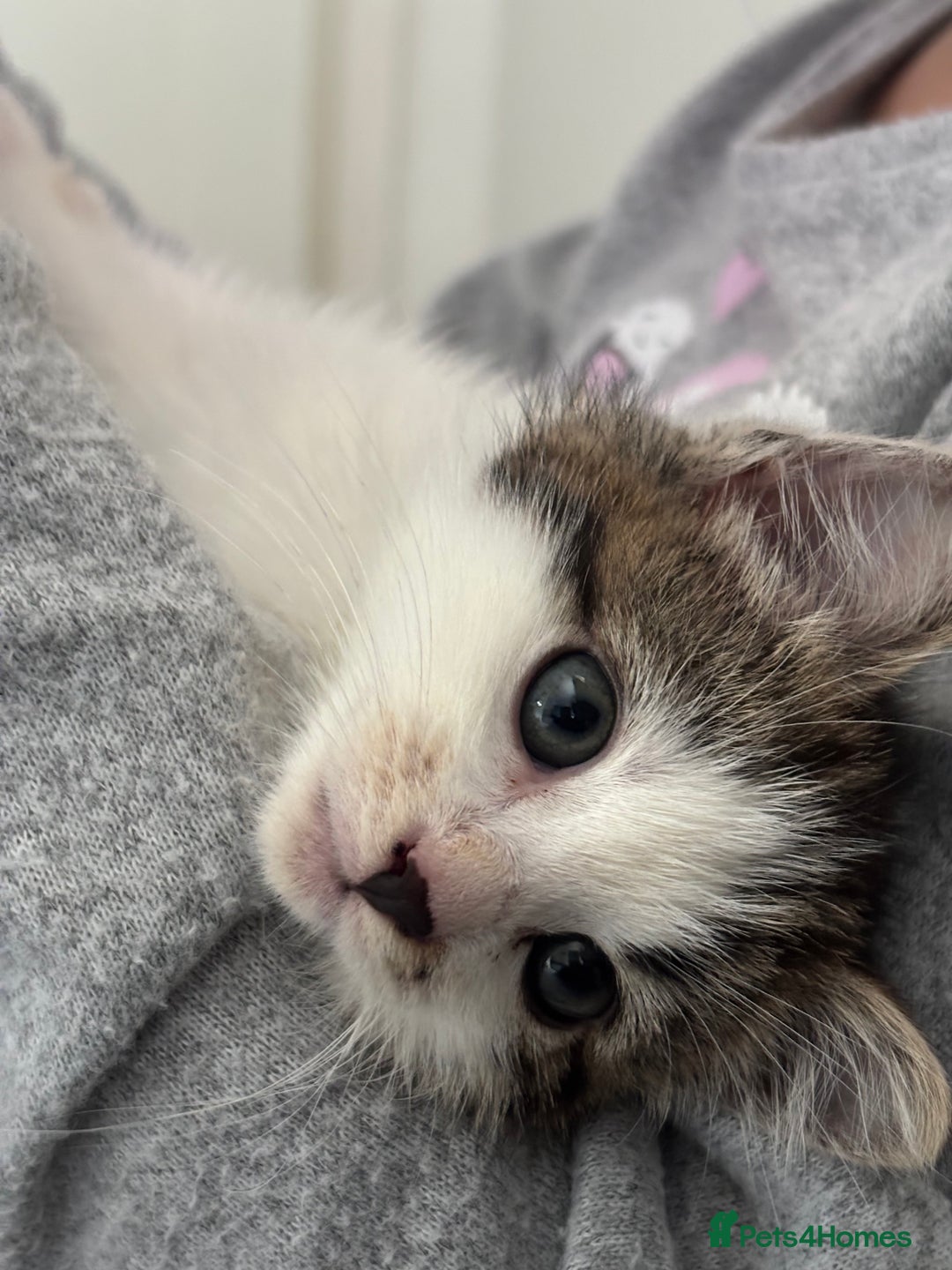 Mixed Breed cats for sale: Mixed Kittens - Image 2