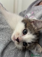 Mixed Breed cats 2 Mixed Kittens + supplies all together - Advert 4