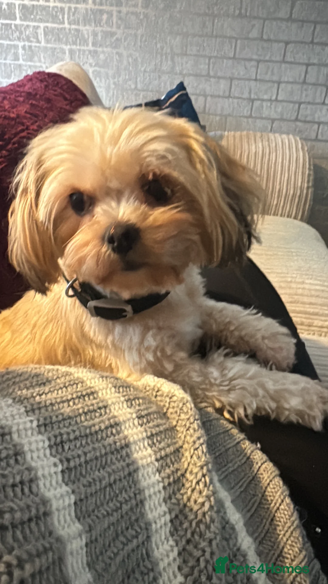 Shih Tzu dogs for sale: Puppies due in 3 weeks  in Birmingham - Advert 4