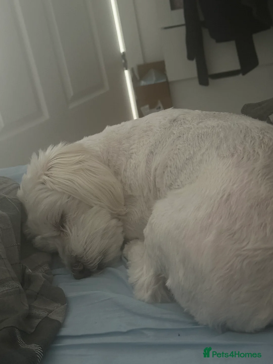 Maltese dogs for sale: Maltese Boy for Sale (4 years old) - Advert 10