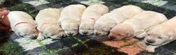 Golden Retriever dogs for sale: Chunky, cream pups - Advert 2