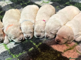 Golden Retriever dogs Chunky, cream pups - Advert 3