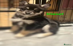 Pomsky dogs for sale: Ready now -Stunning F4 Pomskies, 6kg as adults  - Image 37