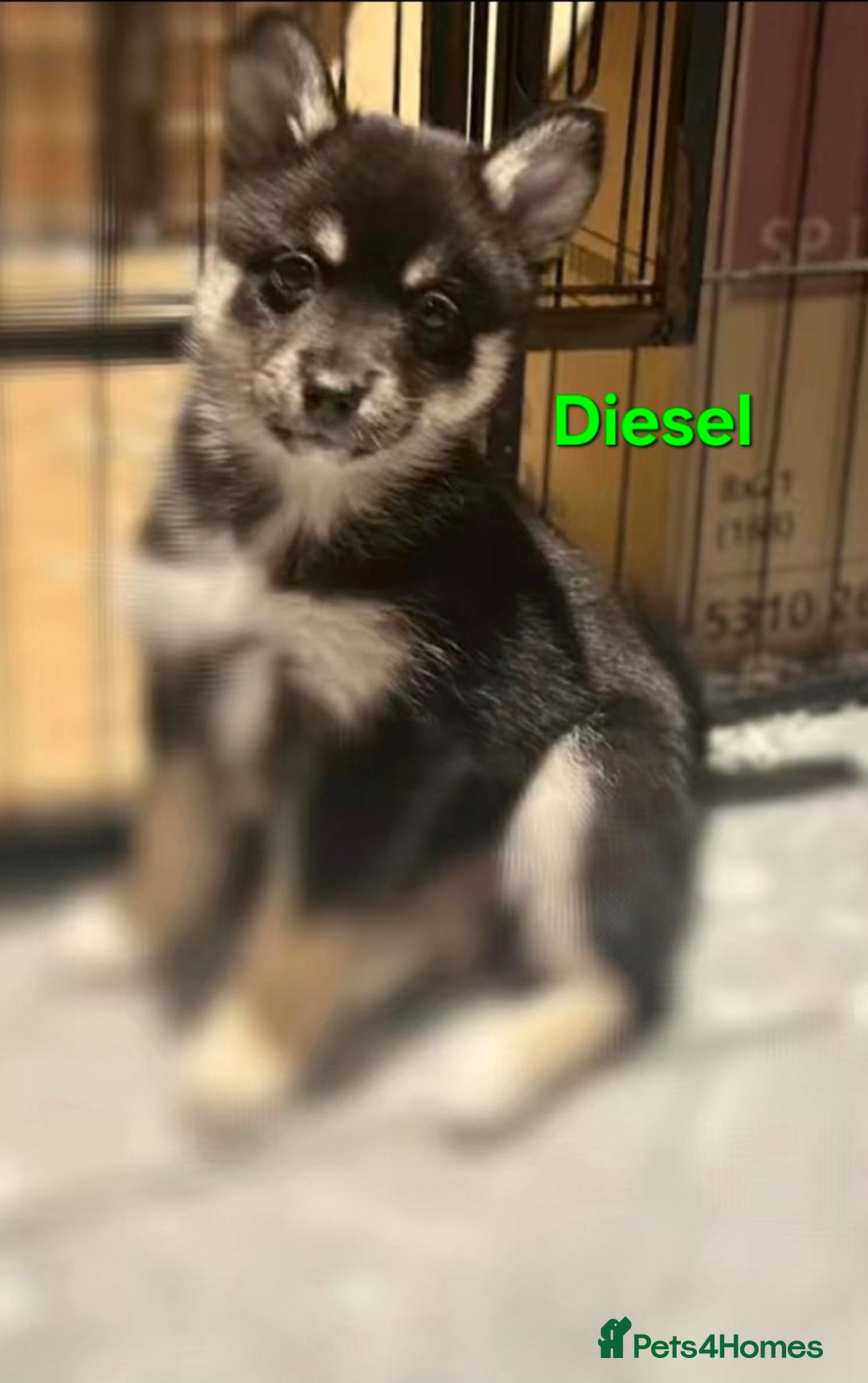 Pomsky dogs for sale: Ready now -Stunning F4 Pomskies, 6kg as adults  - Image 37